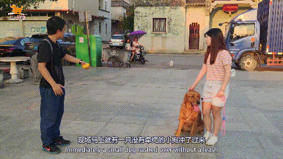 金毛乱咬、暴冲扑人，家中桌椅遥控器无一幸存，训犬师2小时搞定（金毛被训图片）(图8)