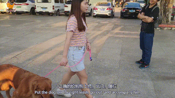 金毛乱咬、暴冲扑人，家中桌椅遥控器无一幸存，训犬师2小时搞定（金毛被训图片）(图9)