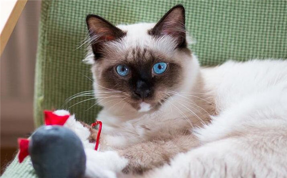 猫咪恨主人的十种表现(图1)