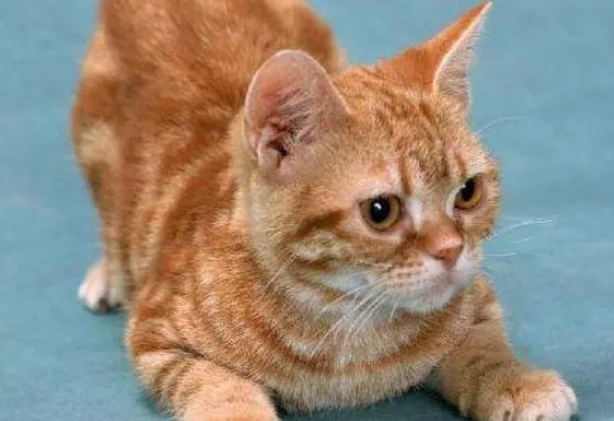 猫咪恨主人的十种表现(图2)