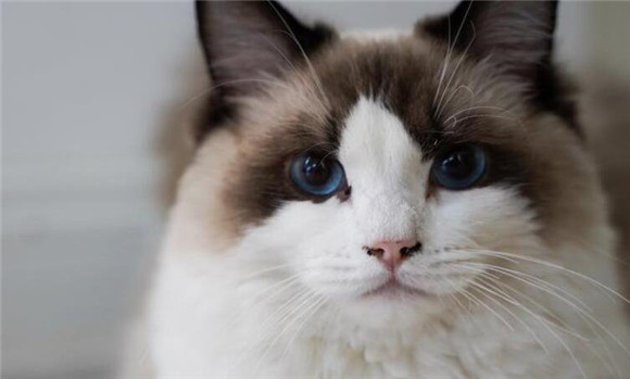 猫主动爬你身上，说明了什么？(图2)