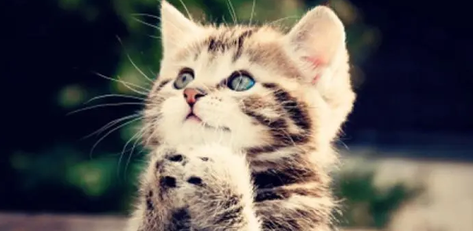 给流浪猫喂食，它能记住你吗?(图1)