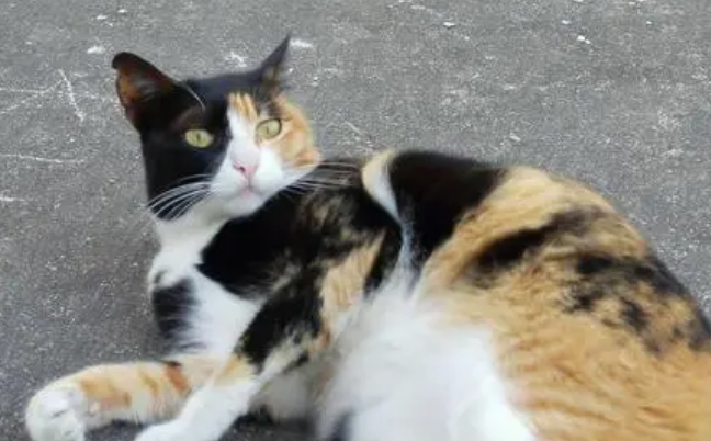 三毛猫是什么品种的猫？不妨来看看吧(图1)