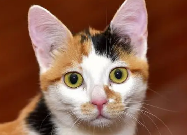 三毛猫是什么品种的猫？不妨来看看吧(图2)