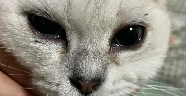 猫咪眼睛流泪 有点睁不开 是咋回事(图1)