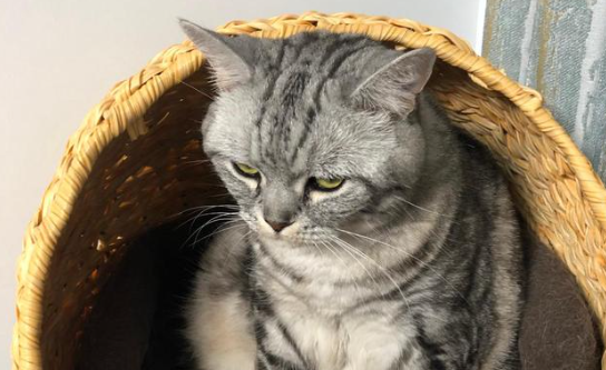 两猫对峙一只猫叫一只猫不叫呢?(图1)