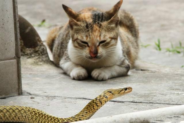猫为什么能抓到蛇 猫为什么喜欢抓蛇(图1)