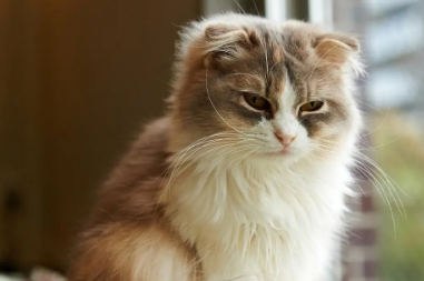 如何分辨猫咪的年龄？看完你就知道了！(图1)