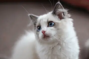 如何分辨猫咪的年龄？看完你就知道了！(图2)