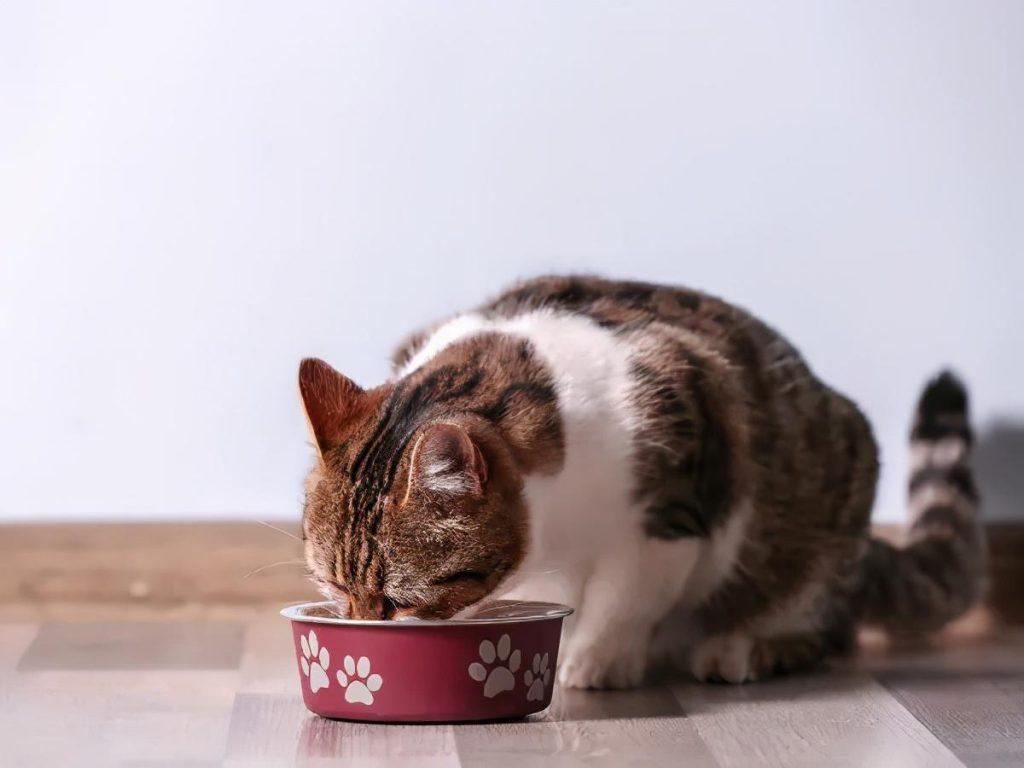 猫咪每天到底该吃多少？拒绝自助餐式喂养(图7)