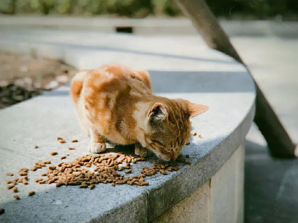 猫咪每天到底该吃多少？拒绝自助餐式喂养(图2)