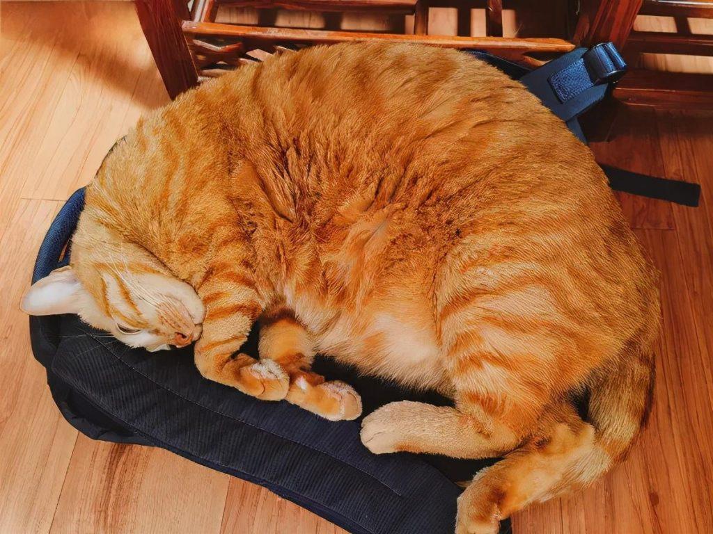 猫咪每天到底该吃多少？拒绝自助餐式喂养(图5)