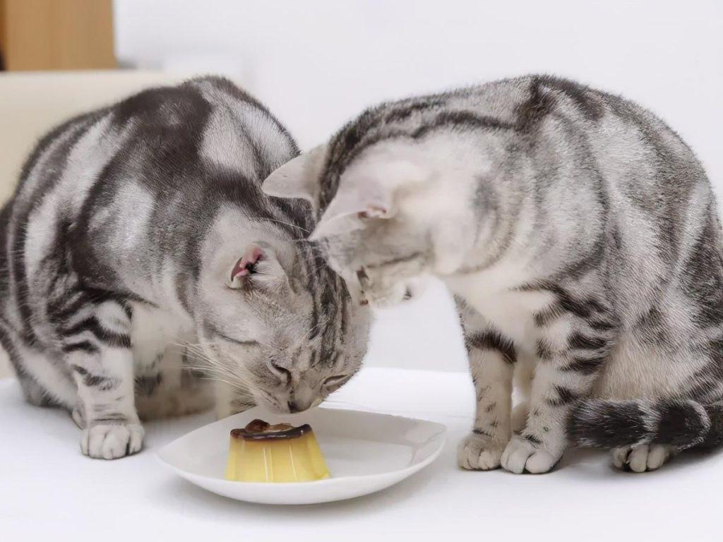 猫咪每天到底该吃多少？拒绝自助餐式喂养(图4)