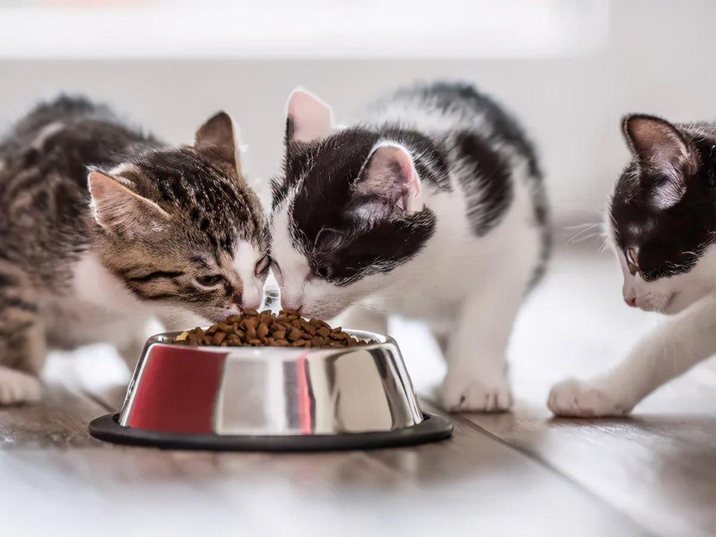 猫咪每天到底该吃多少？拒绝自助餐式喂养(图6)