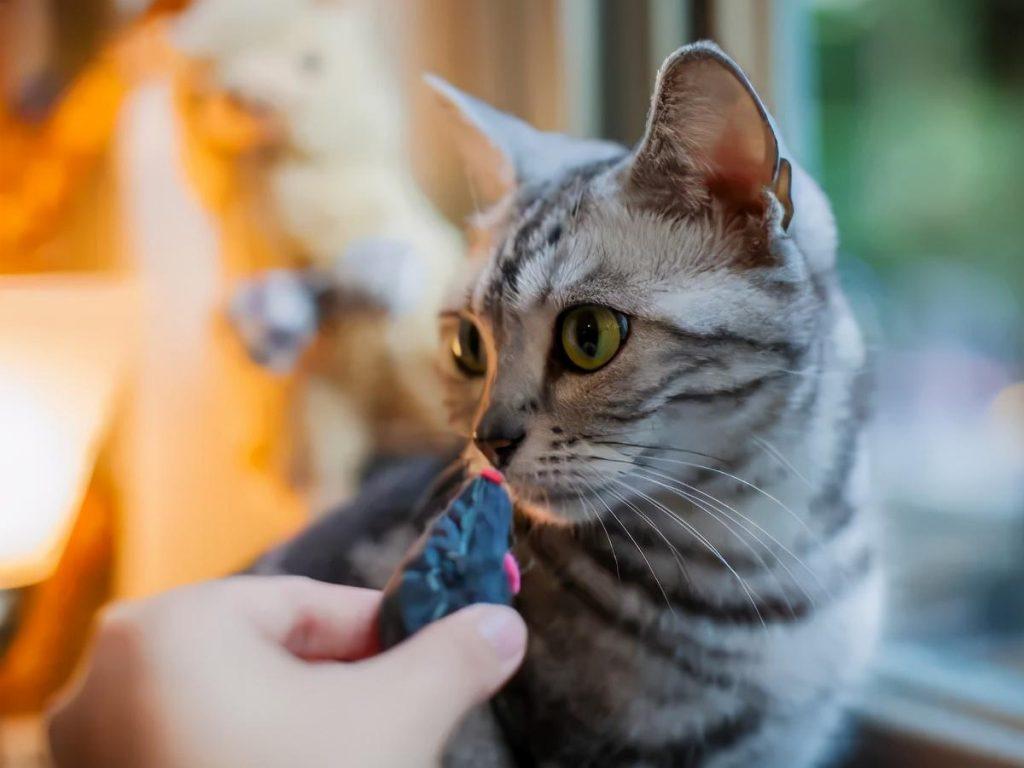 猫咪每天到底该吃多少？拒绝自助餐式喂养(图8)