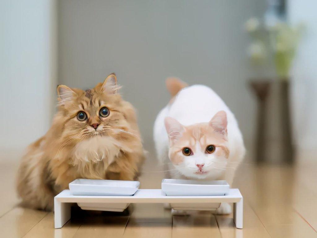 猫咪每天到底该吃多少？拒绝自助餐式喂养(图10)