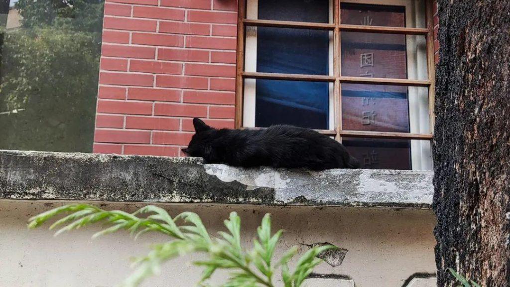 猫咪适合什么问题生存？如何为猫提供舒适的空间呢？(图3)