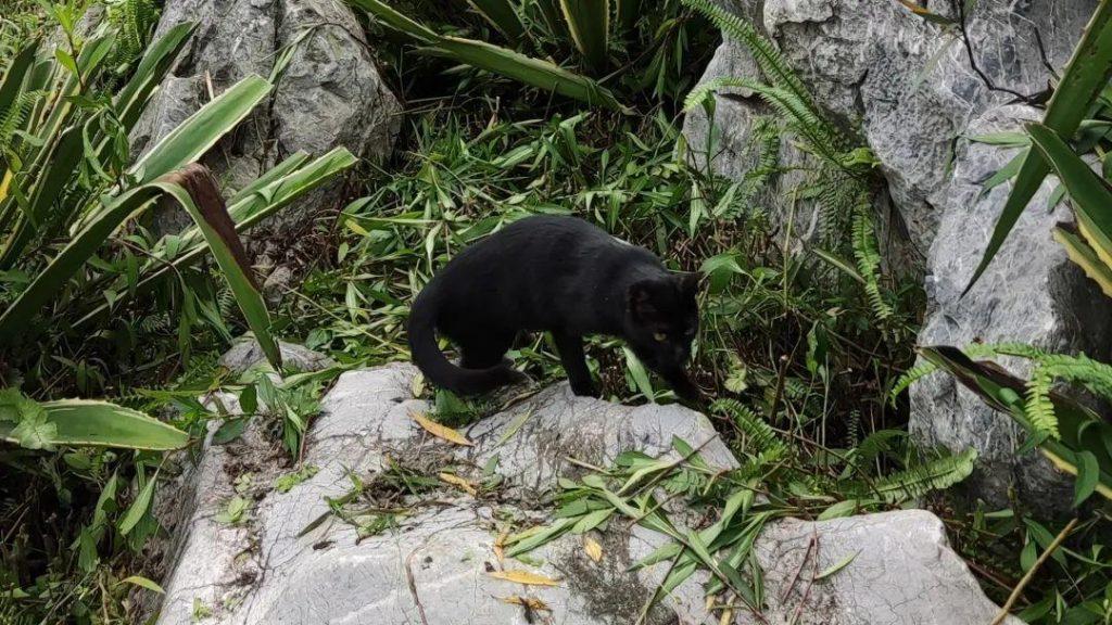 猫咪适合什么问题生存？如何为猫提供舒适的空间呢？(图1)