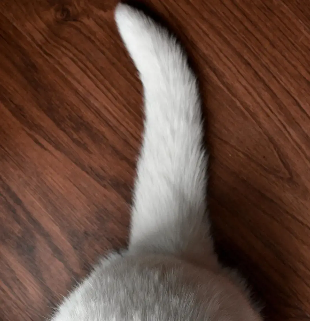 猫的体温正常范围是多少？导致猫咪发烧的原因有哪些？(图5)