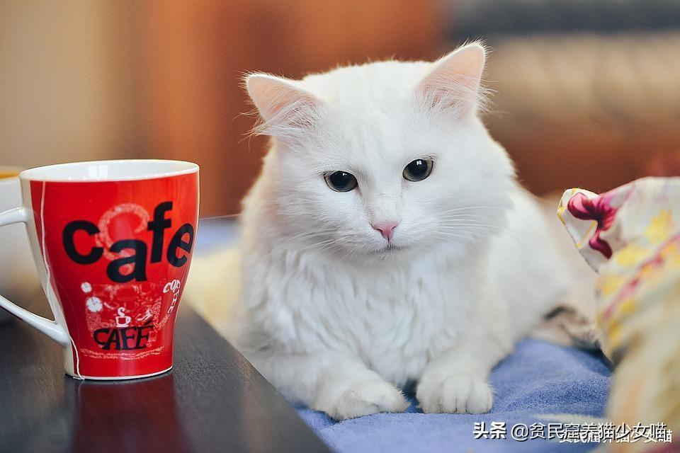如何知道猫粮能给我们的猫咪提供多少热量？(图9)