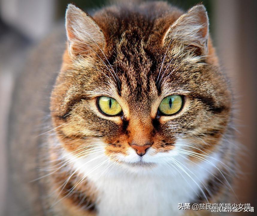 如何知道猫粮能给我们的猫咪提供多少热量？(图2)