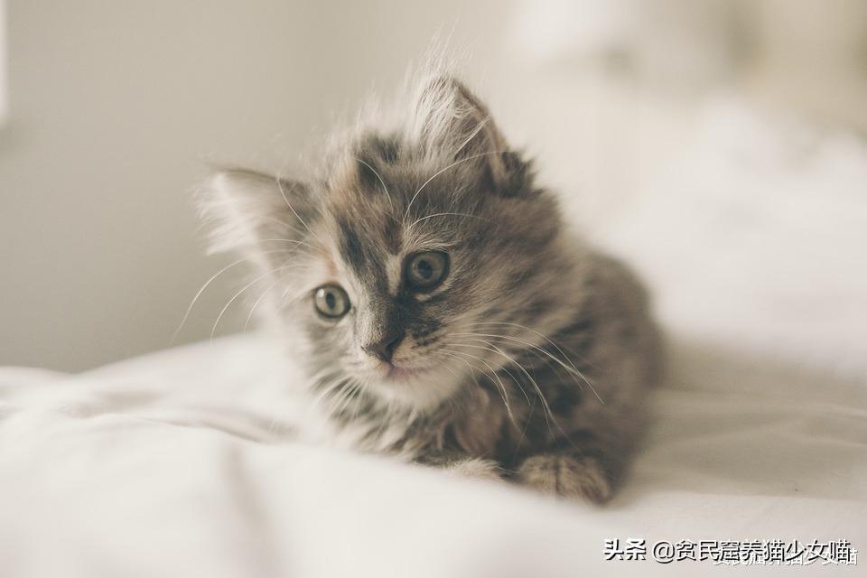 如何知道猫粮能给我们的猫咪提供多少热量？(图3)