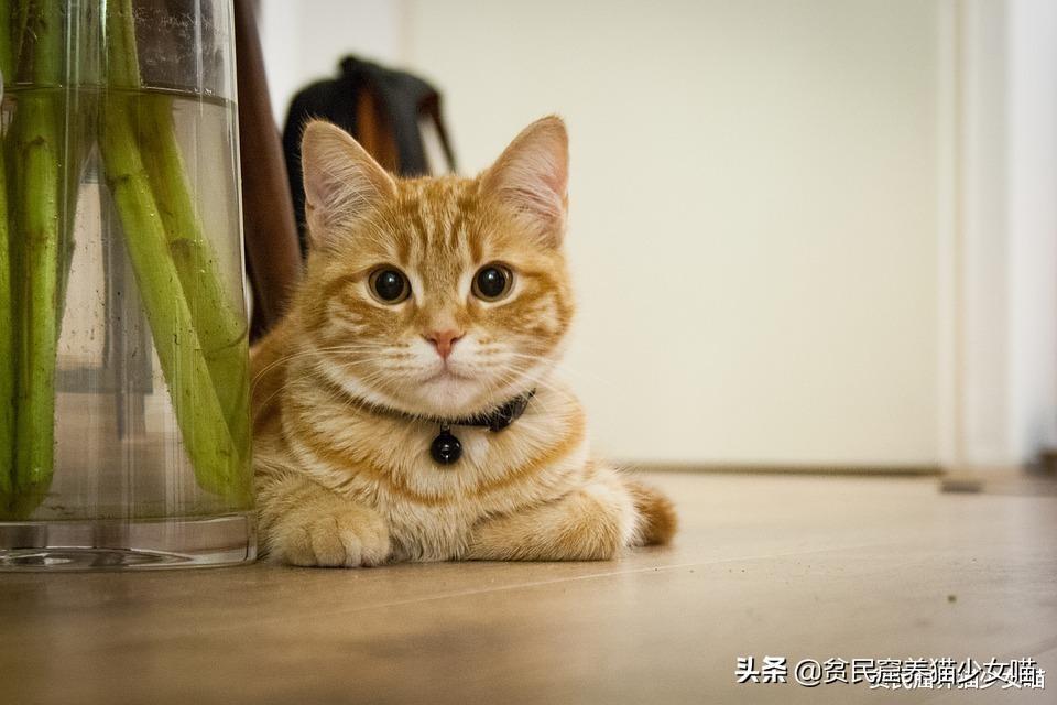 如何知道猫粮能给我们的猫咪提供多少热量？(图7)