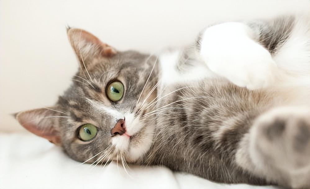 猫咪为什么喜欢睡在人的旁边？喜欢睡在人的旁边的原因是什么？(图3)