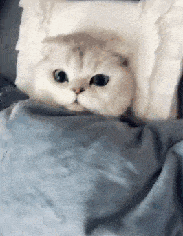 猫咪为什么喜欢睡在人的旁边？喜欢睡在人的旁边的原因是什么？(图1)