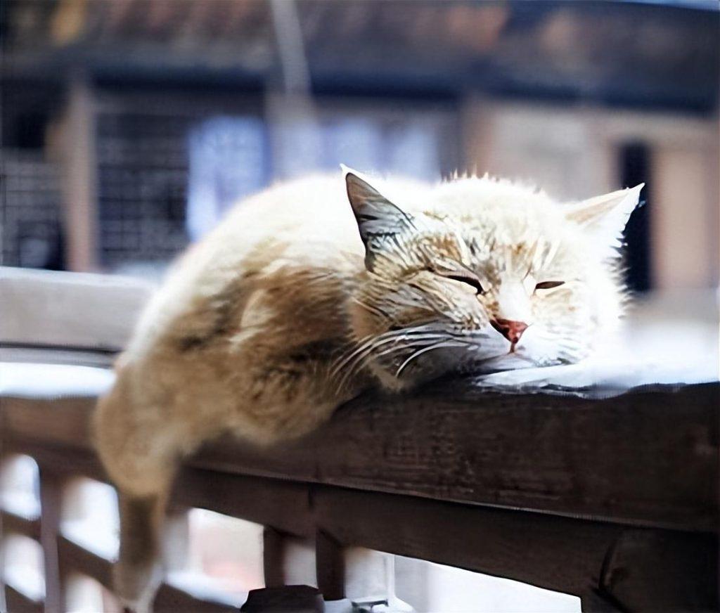 猫咪要离开的表现（猫咪离开前会怎么样？）(图1)