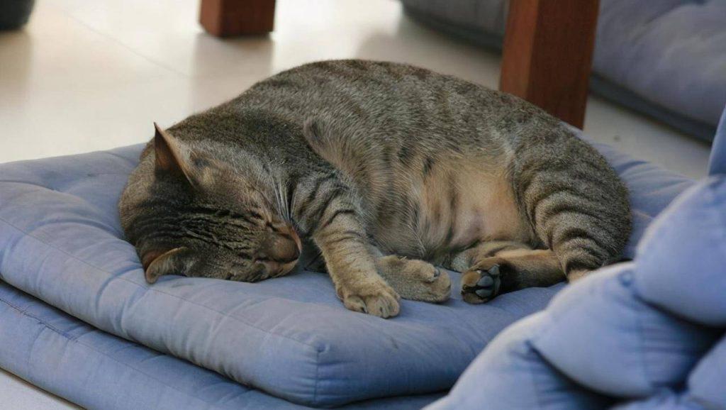 猫咪要离开的表现（猫咪离开前会怎么样？）(图2)