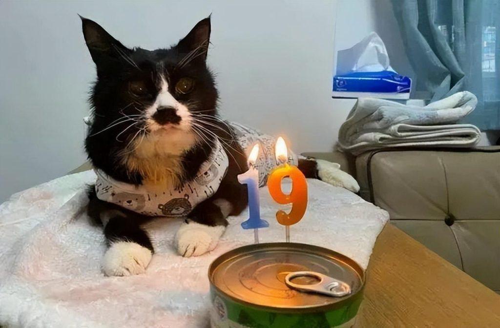 猫咪要离开的表现（猫咪离开前会怎么样？）(图6)