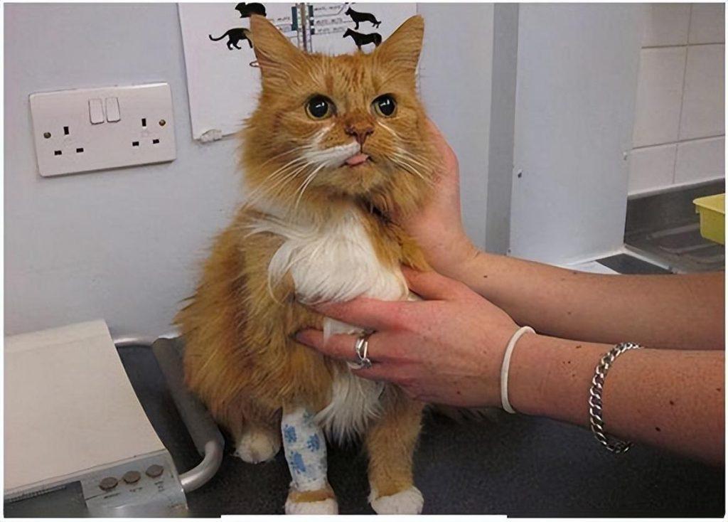 猫咪要离开的表现（猫咪离开前会怎么样？）(图7)