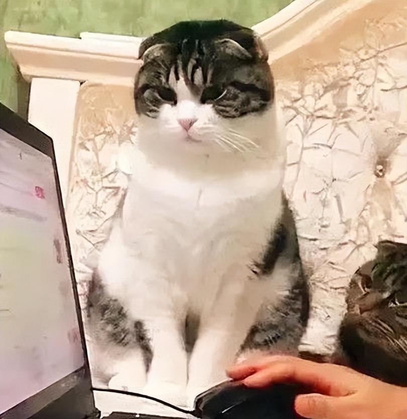 猫咪为什么一直盯着你看？原因是什么？(图2)