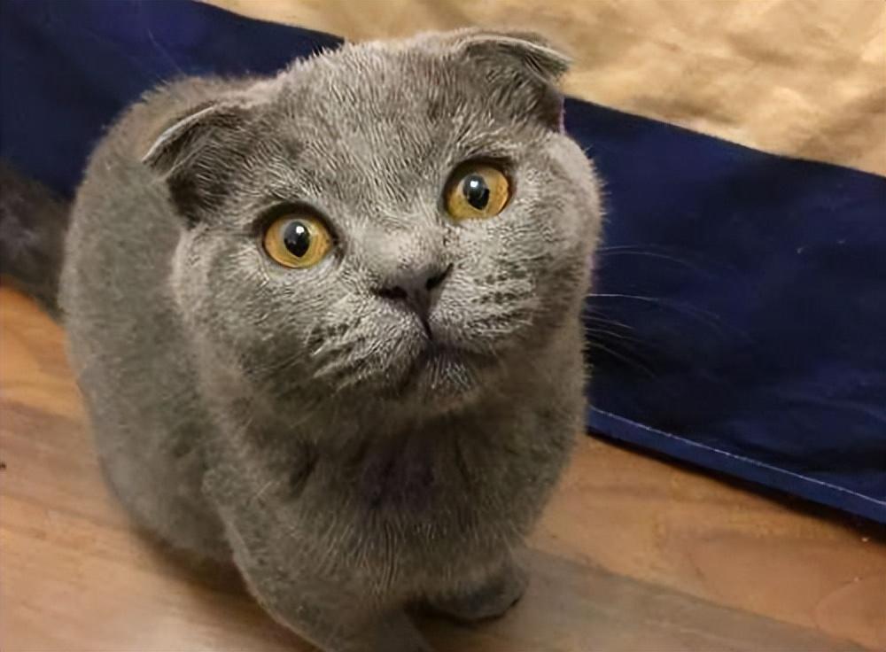 猫咪为什么一直盯着你看？原因是什么？(图1)