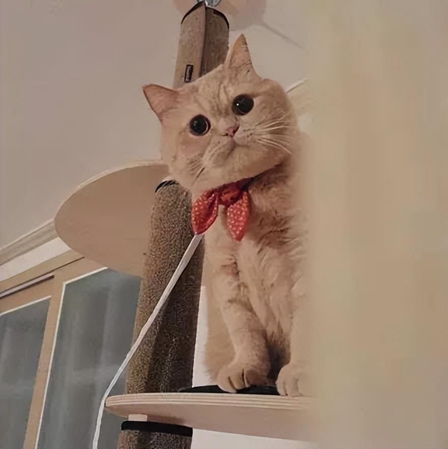 猫咪为什么一直盯着你看？原因是什么？(图5)