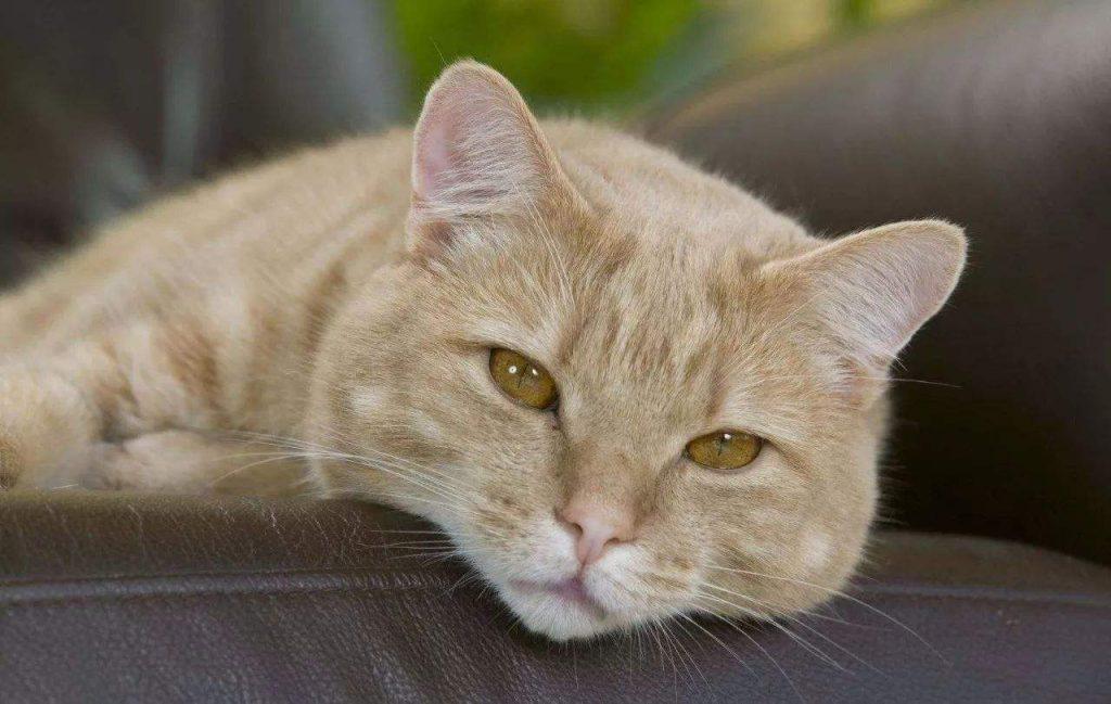 猫咪变老的信号（有什么现象表示猫咪在变老？）(图3)