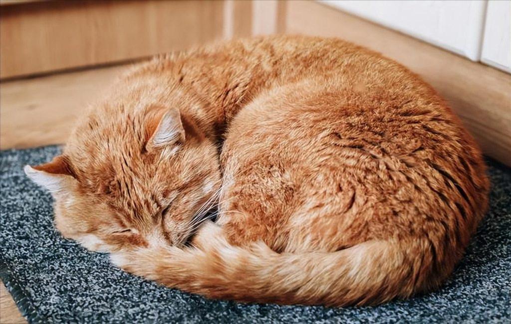 猫咪变老的信号(有什么现象表示猫咪在变老?)(图4)