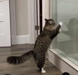 猫咪变老的信号（有什么现象表示猫咪在变老？）(图5)