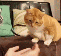 猫咪变老的信号（有什么现象表示猫咪在变老？）(图8)