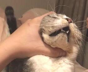 为什么猫咪挨打了不敢还手？猫咪不敢还手的原因是什么？(图3)