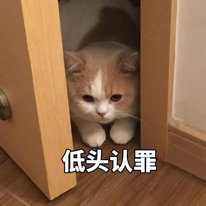 为什么猫咪挨打了不敢还手？猫咪不敢还手的原因是什么？(图4)