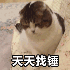 为什么猫咪挨打了不敢还手？猫咪不敢还手的原因是什么？(图5)