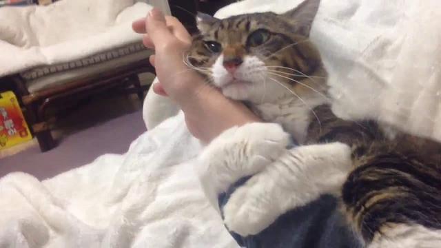 给猫咪梳毛的6个禁忌！你有触及到吗？(图1)