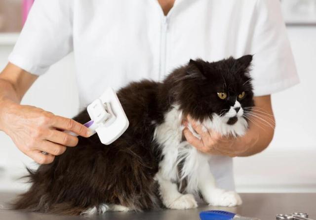 如何正确的给猫咪梳毛?给猫咪梳毛的步骤(图1)