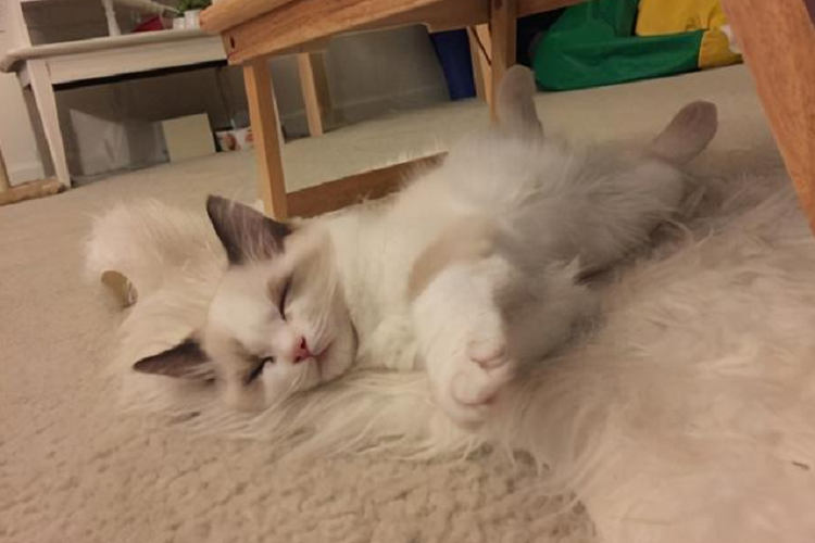 猫咪疯狂掉毛怎么回事?为什么猫经常掉毛?(图1)