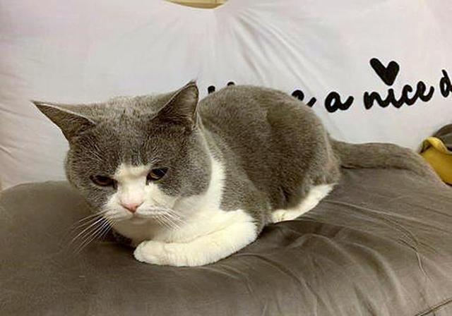 猫生气时会做出什么举动？猫生气会有什么表现？(图1)