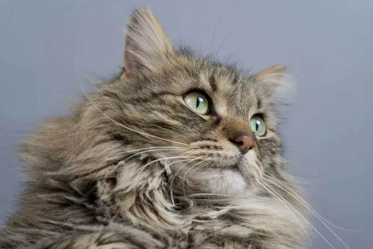 猫咪寄养要注意什么?(猫咪寄养注意事项 )(图1)