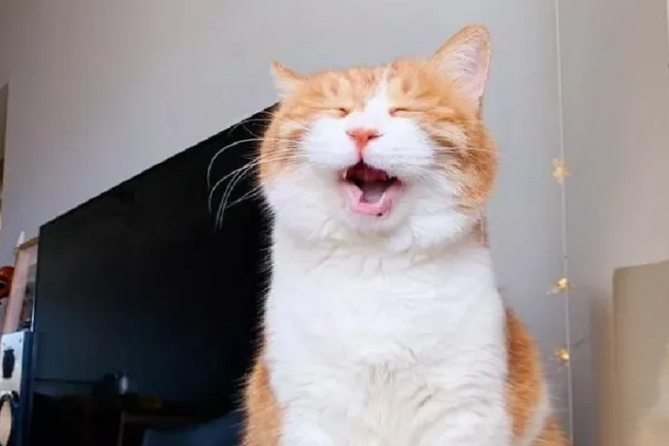 猫咪总是叫?可能是以下这几种原因(图1)