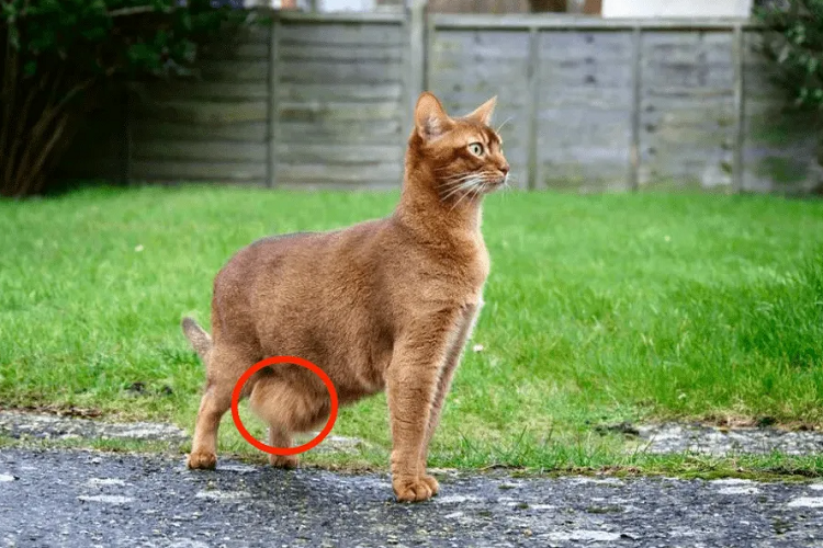 你听说过猫咪原始袋吗？猫咪原始袋的作用是什么呢？(图1)